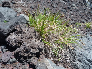 f:id:miyasakihiro:20170619104025j:plain f:id:miyasakihiro:20170619104025j:plain