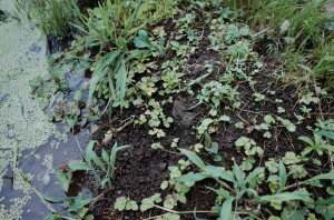 f:id:miyasakihiro:20170812181342j:plain