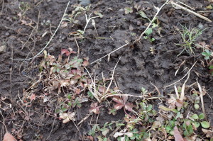 f:id:miyasakihiro:20180131163705j:plain