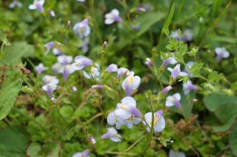 f:id:miyasakihiro:20180429174434j:plain f:id:miyasakihiro:20180429174434j:plain