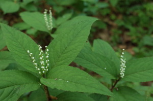 f:id:miyasakihiro:20180429180210j:plain f:id:miyasakihiro:20180429180210j:plain