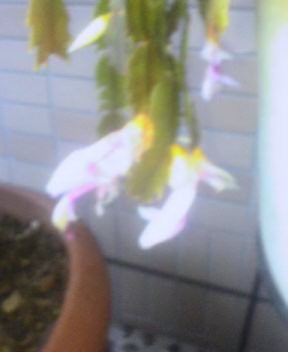 f:id:miyasun:20060131144752j:image