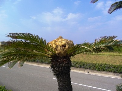 f:id:miyasun:20061003091955j:image