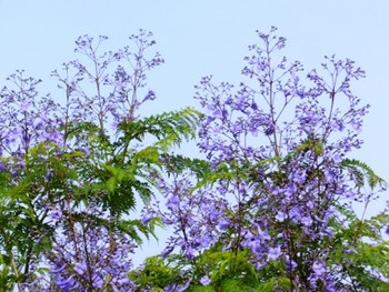 f:id:miyasun:20070528080450j:image