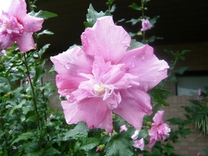 f:id:miyasun:20070703080943j:image