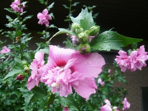 f:id:miyasun:20070703080950j:image