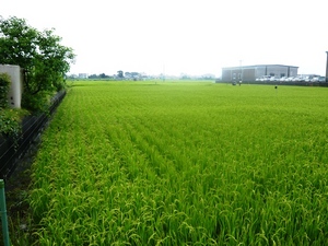 f:id:miyasun:20070703130552j:image