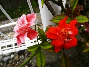 f:id:miyasun:20070801144716j:image