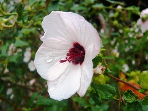 f:id:miyasun:20070910075459j:image