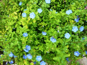 f:id:miyasun:20070910075511j:image