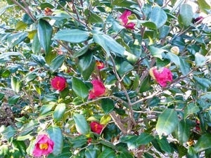 f:id:miyasun:20080220090027j:image