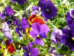 f:id:miyasun:20080520095229j:image
