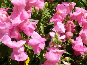 f:id:miyasun:20080520095244j:image