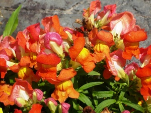 f:id:miyasun:20080520095251j:image
