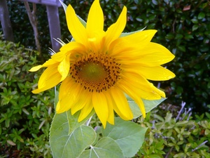 f:id:miyasun:20080812131030j:image