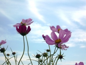 f:id:miyasun:20081004142142j:image