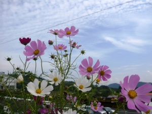 f:id:miyasun:20081004142159j:image