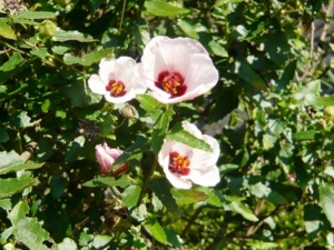 f:id:miyasun:20081112085339j:image