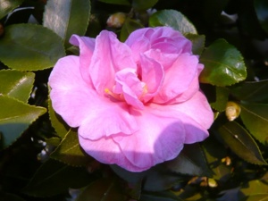 f:id:miyasun:20081125160500j:image