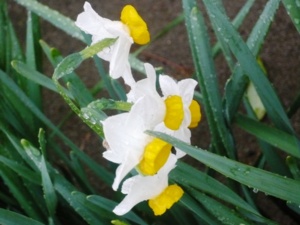 f:id:miyasun:20090203084224j:image