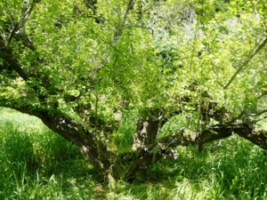 f:id:miyasun:20090415113905j:image