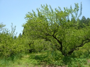 f:id:miyasun:20090415115107j:image