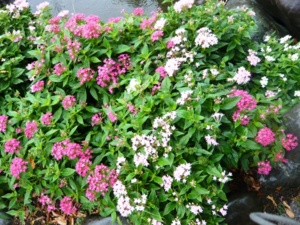 f:id:miyasun:20090929095053j:image