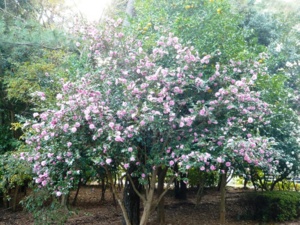 f:id:miyasun:20091121150406j:image