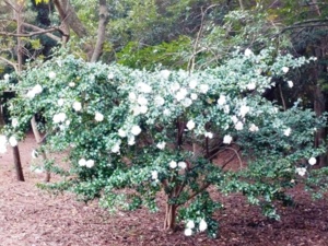 f:id:miyasun:20091121150414j:image