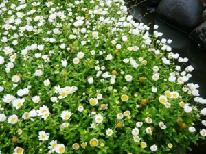 f:id:miyasun:20100420094438j:image