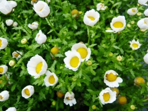 f:id:miyasun:20100420094448j:image