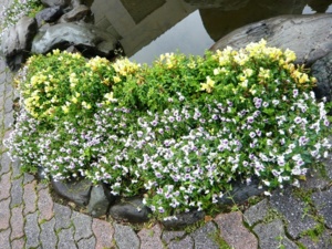 f:id:miyasun:20100420094513j:image