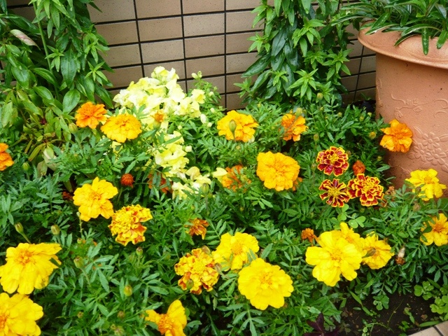 f:id:miyasun:20100601075728j:image