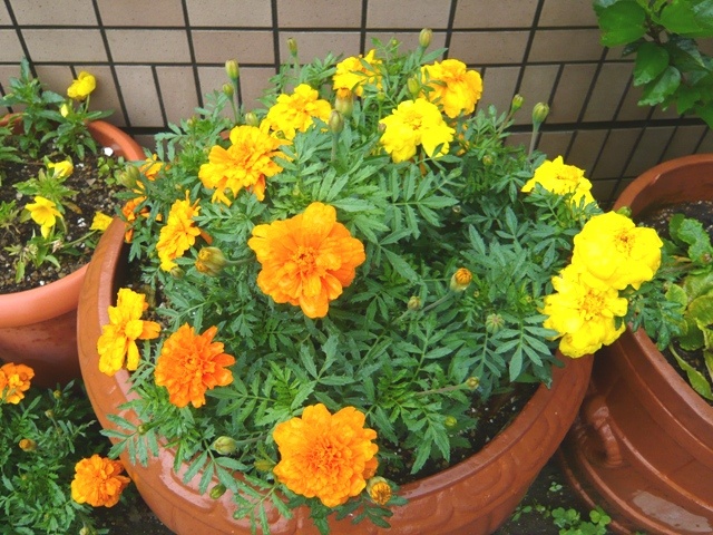 f:id:miyasun:20100601075733j:image