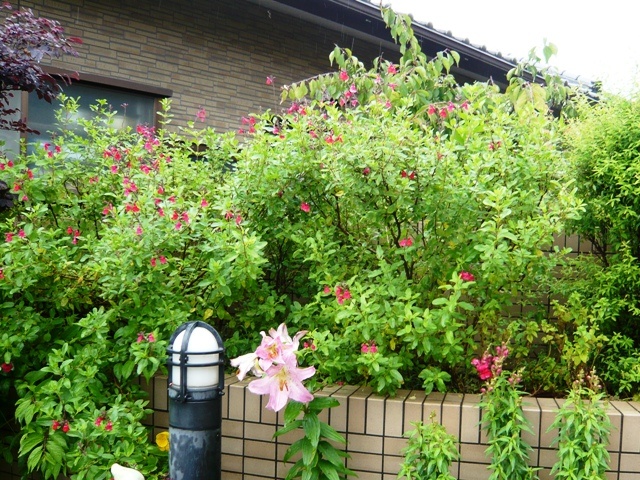 f:id:miyasun:20100601075742j:image