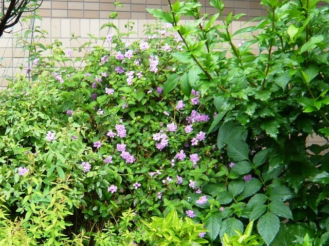 f:id:miyasun:20100601075747j:image