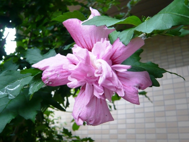 f:id:miyasun:20100614082020j:image