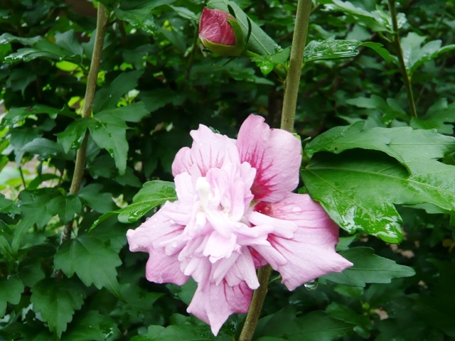 f:id:miyasun:20100614082032j:image
