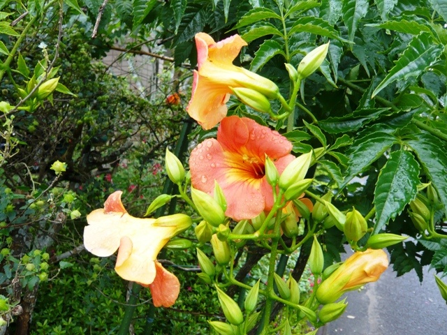 f:id:miyasun:20100614082051j:image