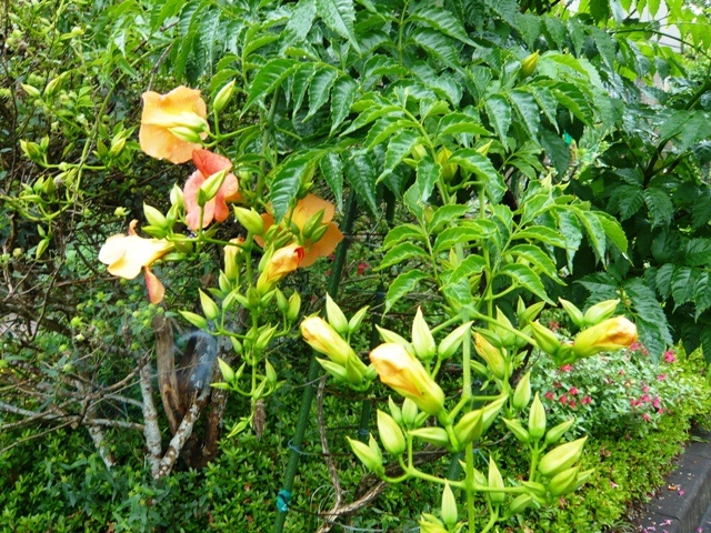 f:id:miyasun:20100614082102j:image