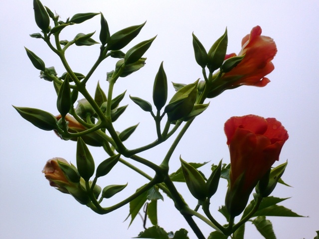 f:id:miyasun:20100614082126j:image