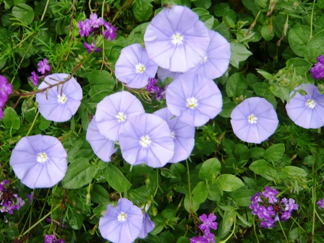 f:id:miyasun:20100614082341j:image