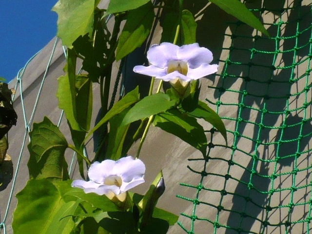 f:id:miyasun:20100824080646j:image