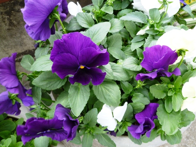 f:id:miyasun:20101216153053j:image f:id:miyasun:20101216153053j:image