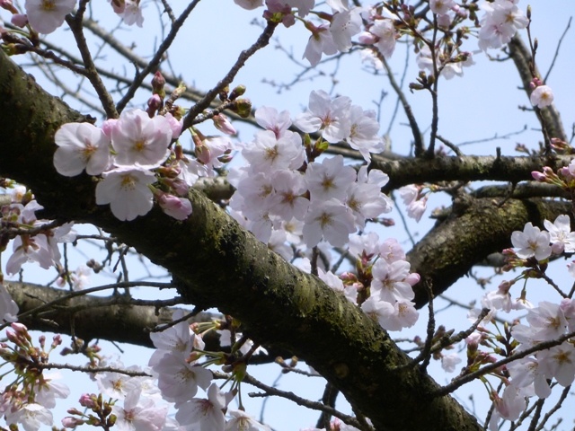 f:id:miyasun:20110324091712j:image f:id:miyasun:20110324091712j:image