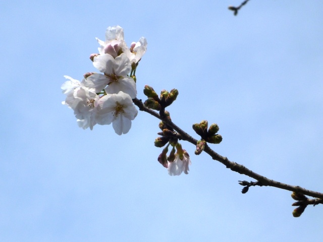 f:id:miyasun:20110324091742j:image f:id:miyasun:20110324091742j:image