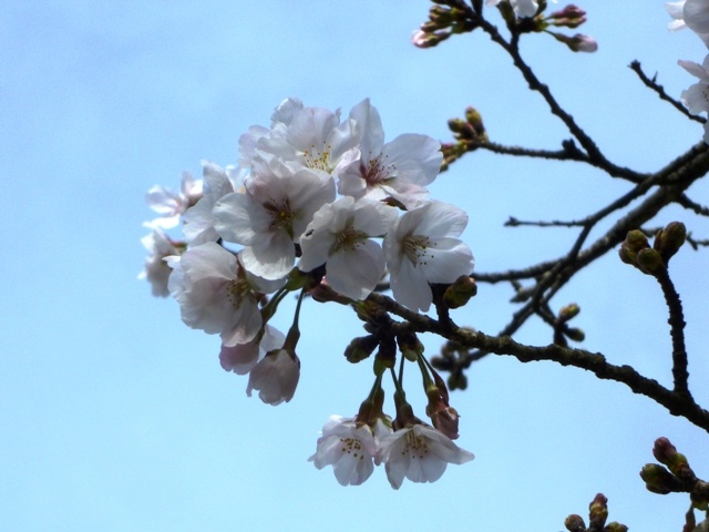 f:id:miyasun:20110324091751j:image f:id:miyasun:20110324091751j:image