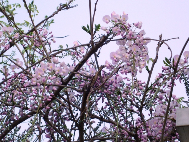 f:id:miyasun:20110414081105j:image