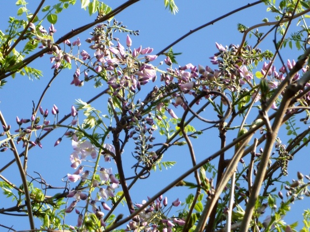 f:id:miyasun:20110414081144j:image