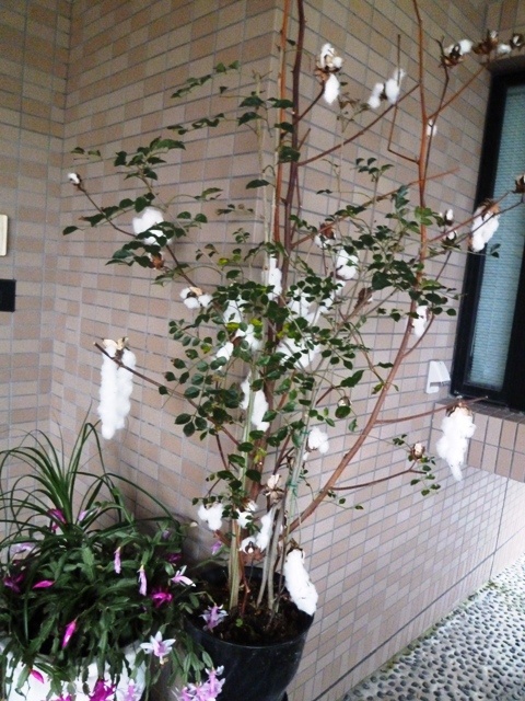 f:id:miyasun:20111208081217j:image